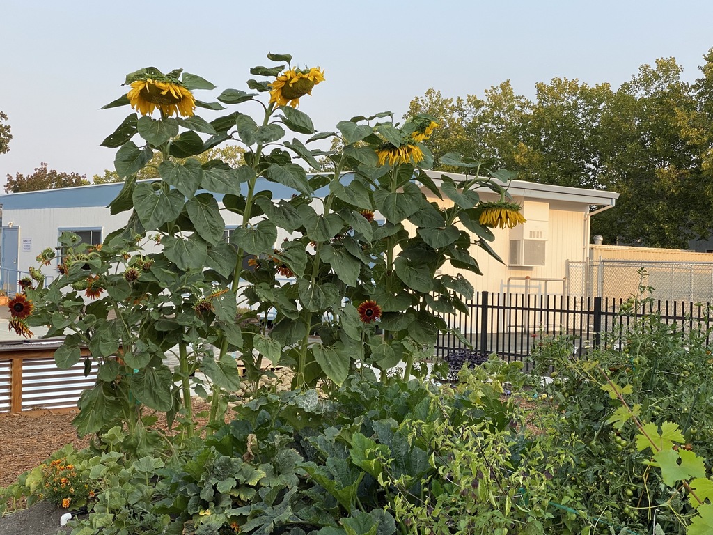 Sunflowers/girasoles